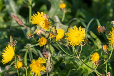 Ağustos 'ta parkta yeşil çimenler ve bitkiler