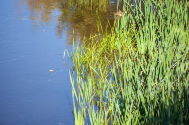Ekim 'de nehir ve parkta sonbahar manzarası