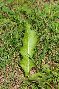 Ağustos 'ta parkta yeşil yapraklar