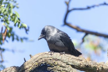 Gri-siyah karga parkta bir ağaç dalında oturuyor.