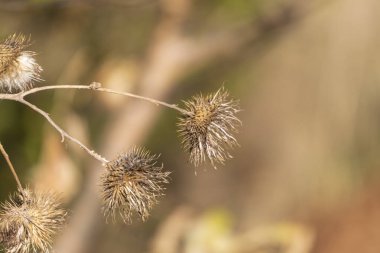 Tarlada sarı kuru devedikenleri ve dulavratları var.