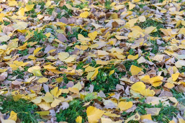 Gele Herfstbladeren Het Park Oktober — Stockfoto