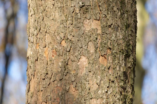 Textuur Van Schors Van Een Oude Boom Het Bos Voor — Stockfoto