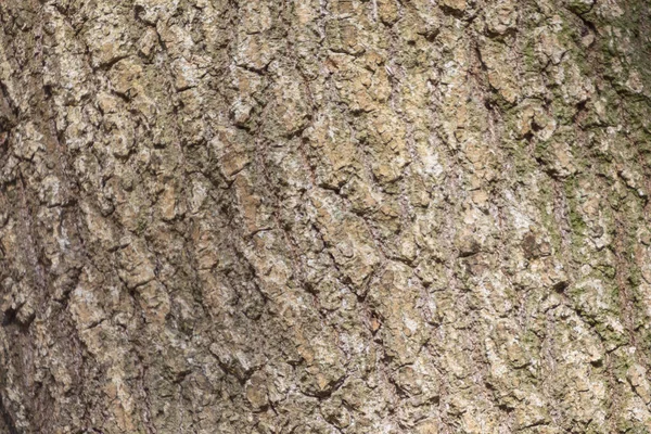 Textur Der Rinde Eines Alten Baumes Wald Für Hintergründe — Stockfoto