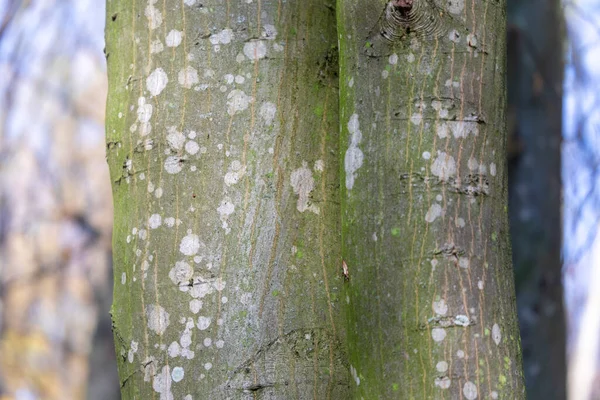 Textur Barken Ett Gammalt Träd Skogen För Bakgrunder — Stockfoto