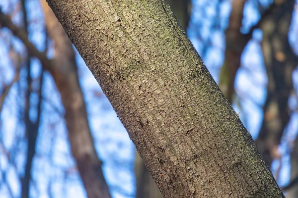 Texture Écorce Vieil Arbre Dans Forêt Pour Milieux — Photo