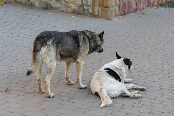 Λυπηρό Και Πεινασμένο Άστεγο Σκυλί Στο Πάρκο — Φωτογραφία Αρχείου