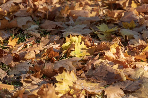 Žluté Podzimní Listy Říjnu Parku — Stock fotografie