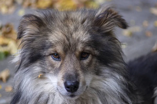 Smutny Pies Siedzi Obok Chaty Cieniu — Zdjęcie stockowe