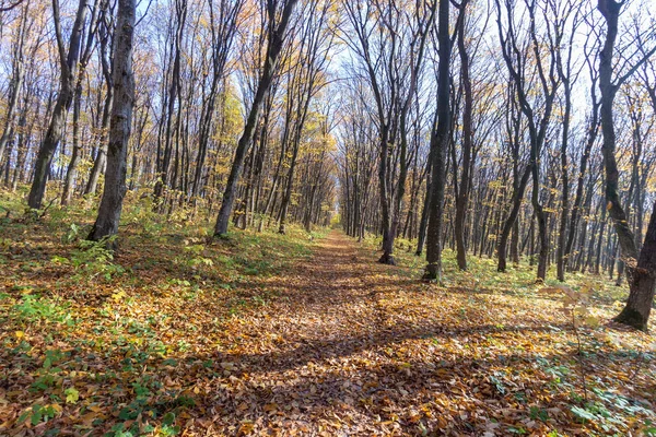 Красивый Осенний Пейзаж Лесу Деревья Желтые Листья Октябре — стоковое фото