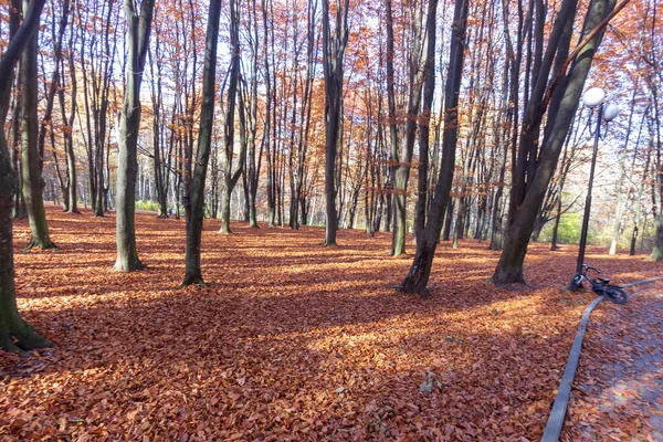 Hermoso Paisaje Otoñal Bosque Árboles Hojas Amarillas Octubre — Foto de Stock