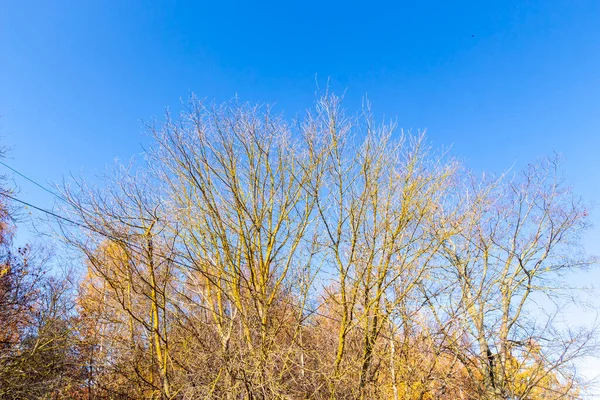 Prachtig Herfstlandschap Het Bos Bomen Gele Bladeren Oktober — Stockfoto