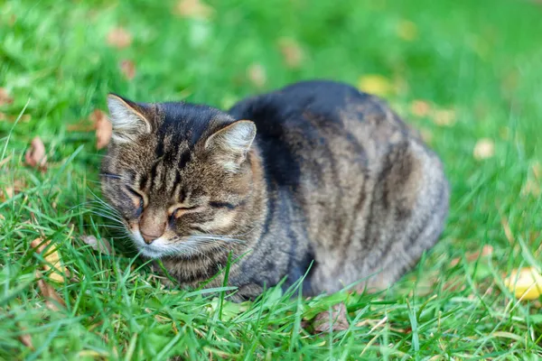 秋の庭の太陽の下で猫がバック — ストック写真