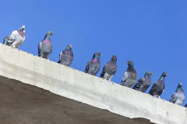 空を背景に家のコンクリートの床に野生のハトが座っている — ストック写真