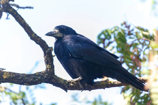 Viejo Cuervo Negro Sienta Una Rama —  Fotos de Stock