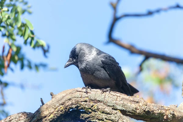Gray Black Jackdaw Sedí Větvi Stromu Parku — Stock fotografie