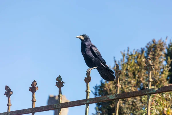 Nero Bellissimo Corvo Nel Parco Nel Mese Ottobre — Foto Stock