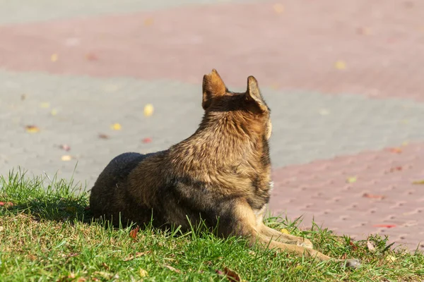Бездомная Грустная Собака Сидит Траве Греется Солнце — стоковое фото