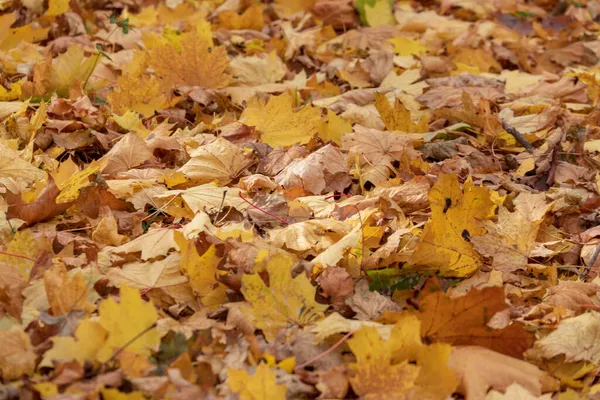 Prachtige Gele Herfstbladeren Van Bomen Het Park — Stockfoto