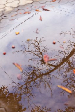 Ekim ayında sonbahar parkındaki gölde su.