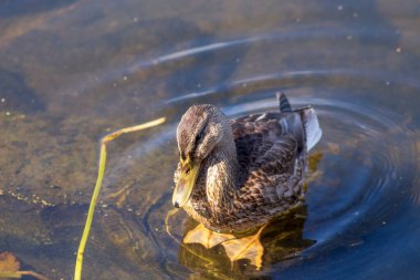 Ekim ayında bir yaban ördeği gölet suyunda yüzer.