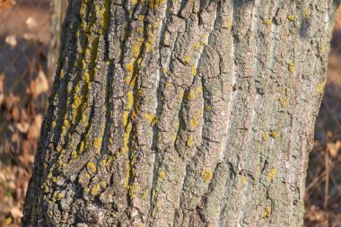 Arka plan için parktaki yaşlı bir ağacın kabuğunun dokusu.