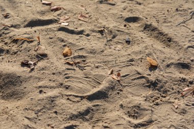 Parktaki sarı kumda ayak izleri.