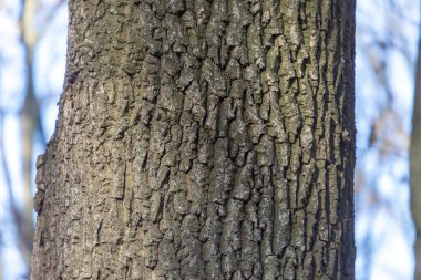 Arka plan için ormandaki yaşlı bir ağacın kabuğunun dokusu.