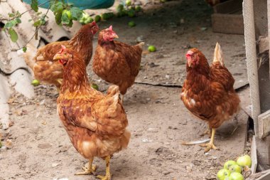 Çitteki bir çiftlikte kırmızı tüylü tavuk