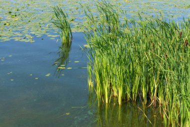 Ekim ayında sonbahar parkındaki gölde su.