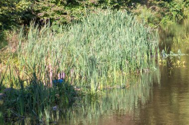Ekim ayında sonbahar parkındaki gölde su.