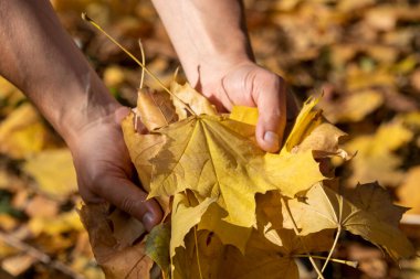 Sarı akçaağaç yaprakları tutan bir adam