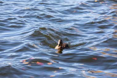 Ekim 'de sonbaharda göletteki vahşi ördek