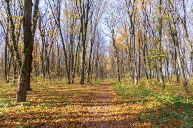 Ormandaki güzel sonbahar manzarası. Ekim 'de ağaçlar ve sarı yapraklar