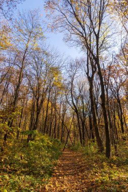 Ormandaki güzel sonbahar manzarası. Ekim 'de ağaçlar ve sarı yapraklar