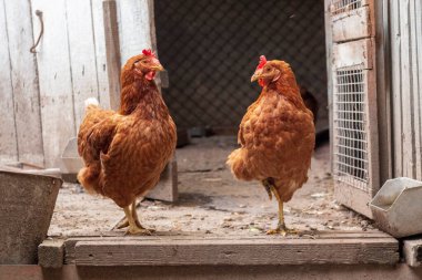 Çitteki bir çiftlikte kırmızı tüylü tavuk
