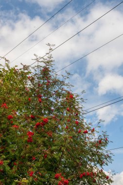 Sonbahar gökyüzünde güzel, lezzetli bulutlar.
