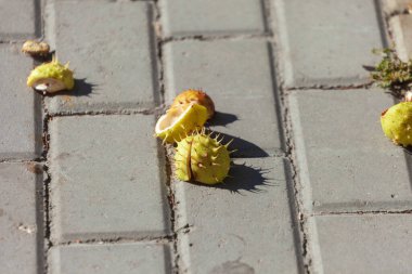 Sonbahar sarısı dikenli kestaneler beton kaldırımda