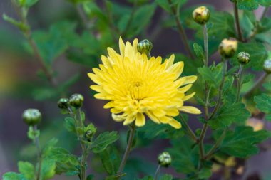 Ekim 'de bahçede güzel sonbahar çiçekleri
