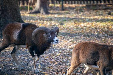 Sonbahar parkında bir hayvanat bahçesinde keçi ve keçi