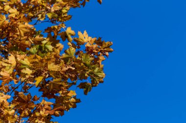 Sarı sonbahar yaprakları parkın zemininde