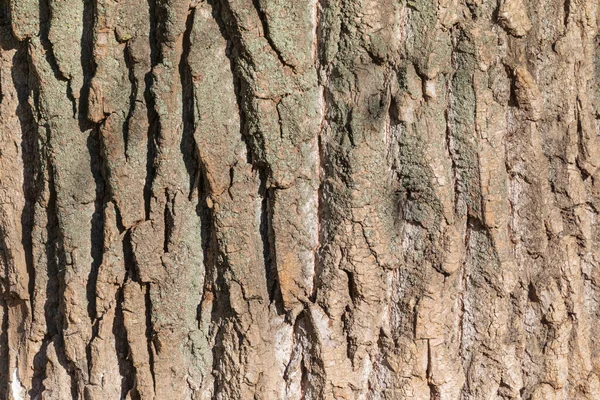 Struktura Kůry Starého Stromu Lese Pro Pozadí — Stock fotografie