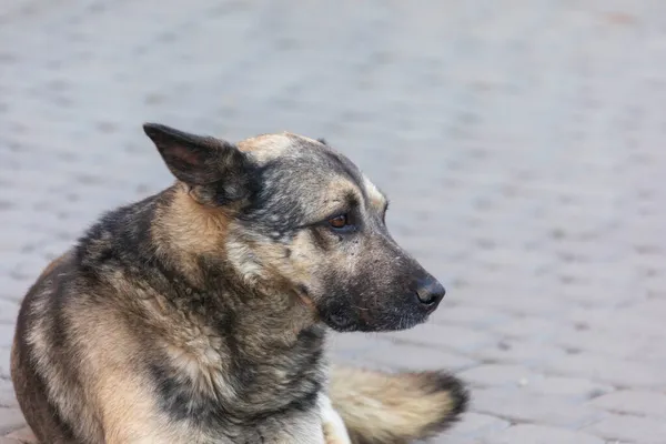 Сумний Голодний Безпритульний Собака Парку — стокове фото