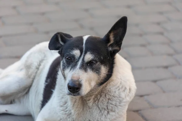 Triste Hambriento Perro Sin Hogar Parque — Foto de Stock