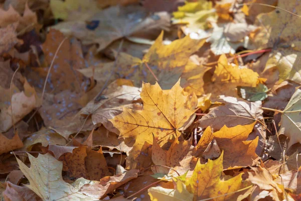 Gele Herfstbladeren Het Park Oktober — Stockfoto