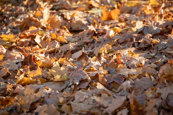 Gele Herfstbladeren Het Park Zon — Stockfoto