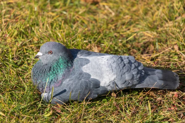 Pigeon Sauvage Prélasse Soleil Sur Herbe — Photo