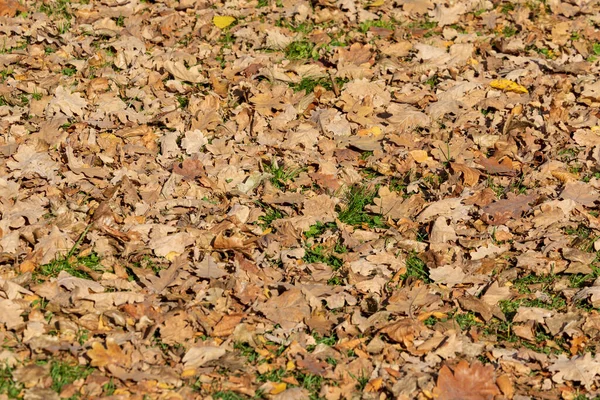 Ekim Parkta Sarı Sonbahar Yaprakları — Stok fotoğraf