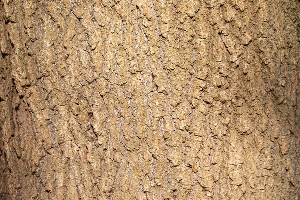 Textur Der Rinde Eines Alten Baumes Wald Für Hintergründe — Stockfoto