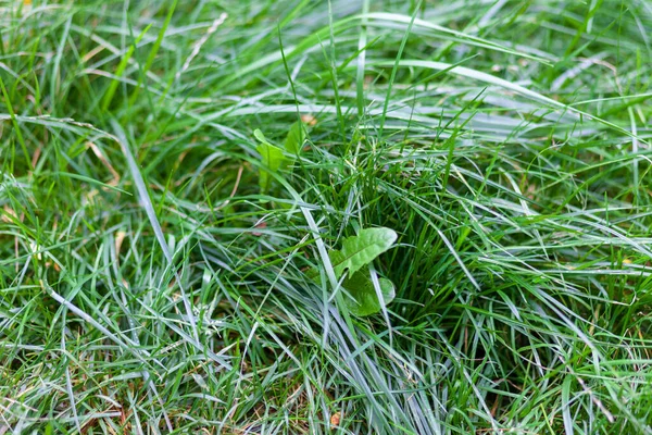 8月の公園の緑の草や植物 — ストック写真